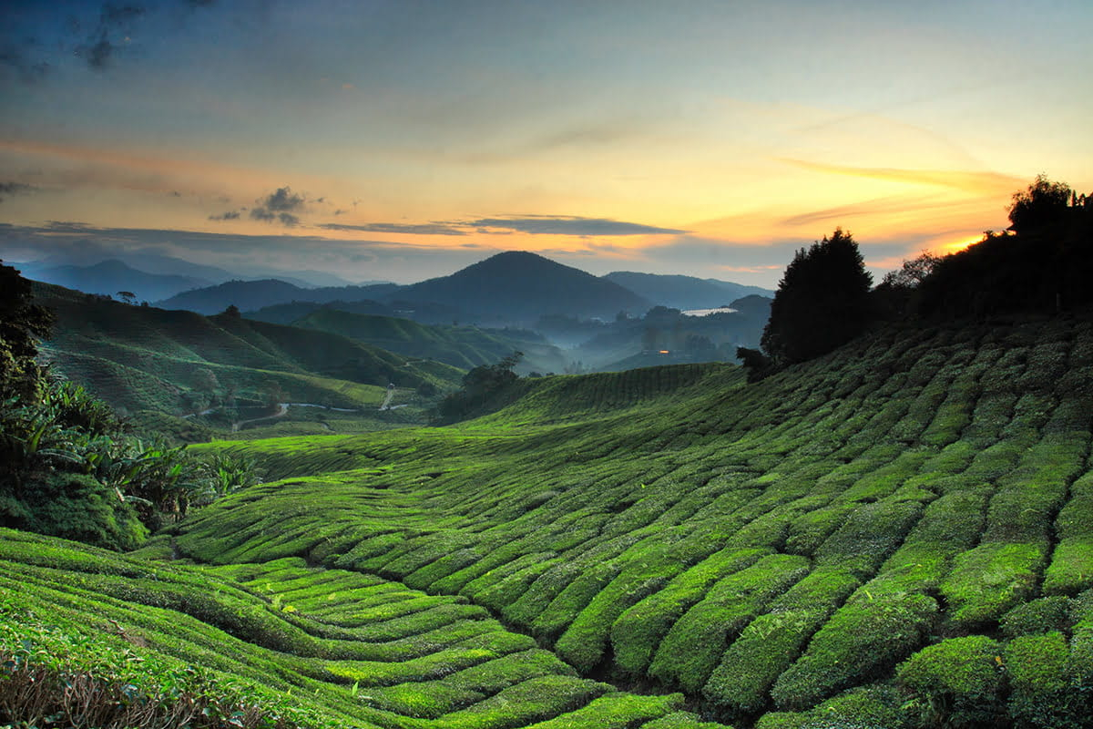 family travel in malaysia best places to visit cameron highlands pahang