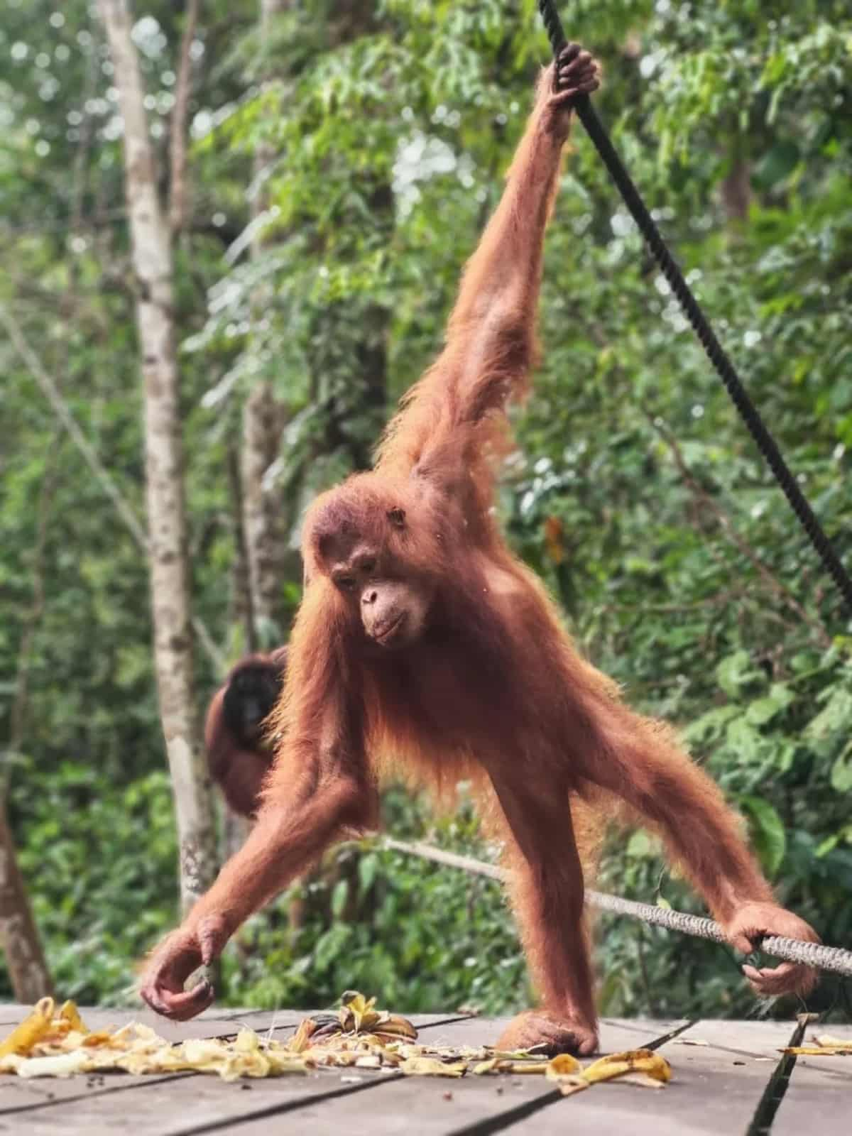 Top Places to Visit in Sarawak for the New Year Semenggoh Wildlife Centre