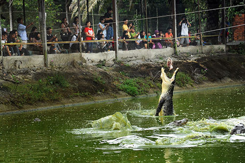 Top Places to Visit in Sarawak for the New Year Jong’s Crocodile Farm