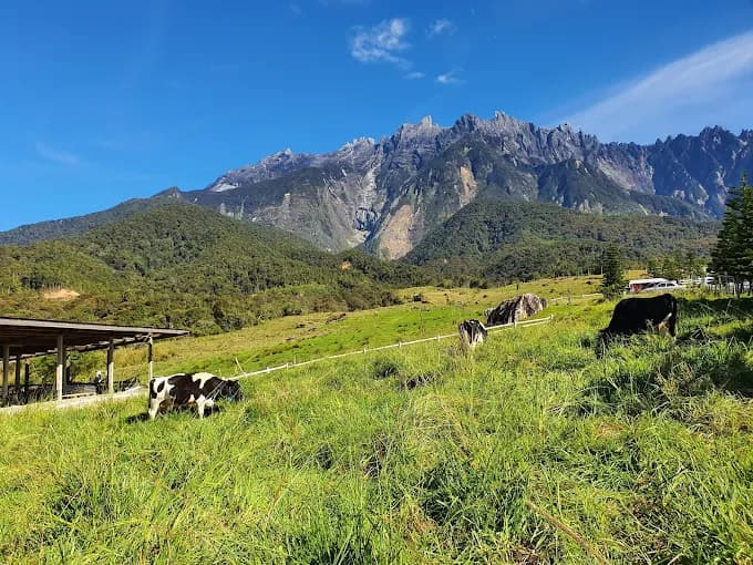 Best Places to Visit in Kundasang Ladang Tenusu Desa Cattle Farm
