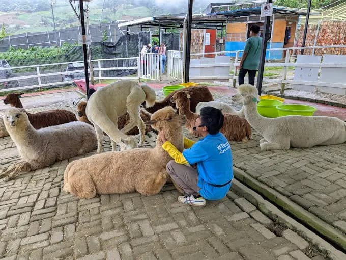Best Places to Visit in Kundasang Alpaca Club